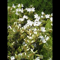 Rhododendron Liliiflorum (fam. Ericacees) (Chine) (12)